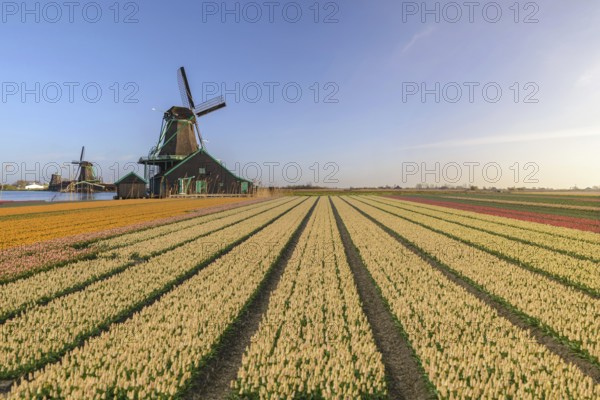 Amsterdam Netherlands, Dutch Windmill and traditional house at Zaanse Schans Village with tulip
