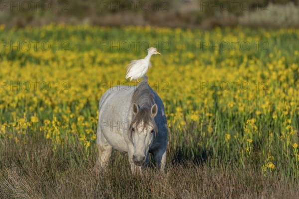 Camargue horse and cattle egret (Bubulcus ibis) in symbiosis in a marsh blooming with yellow irises