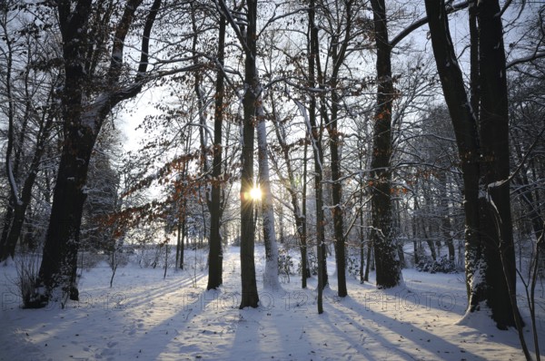 Winter morning in the park, with back-light