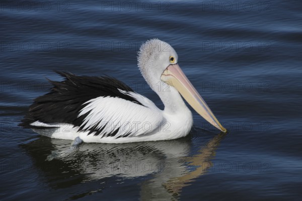Spectacled Pelican (Pelecanus conspicillatus) on the Lakes Entrance in the state of Victoria,