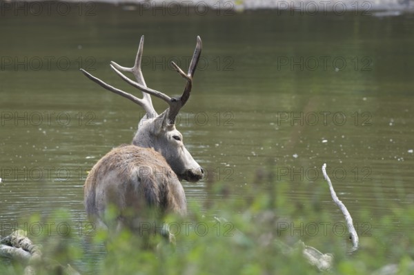 Male elaphure deer in water