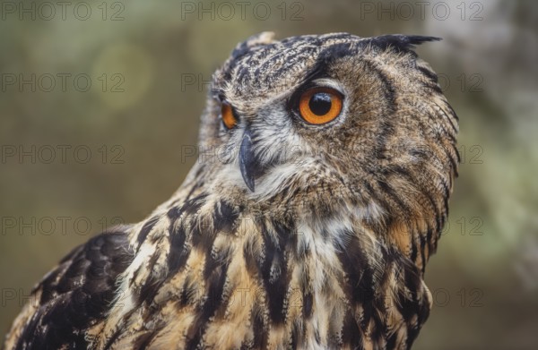 Eurasian Eagle-Owl (Bubo bubo) in the scrubland in Provence. Tarascon, Arles, Montagnette, Bouches
