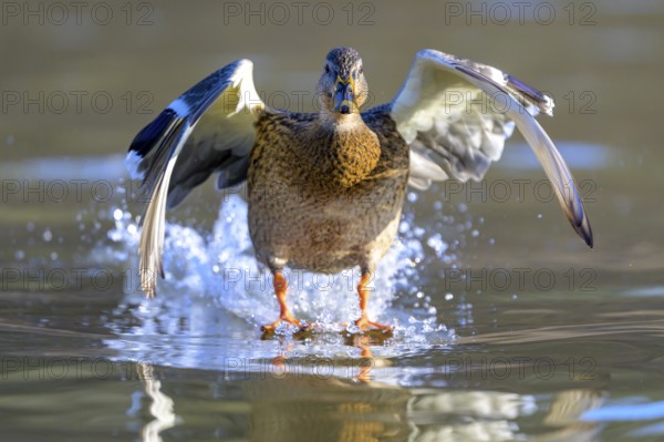 A mallard (Anas platyrhynchos) takes off from the water with outstretched wings, Guxhagen, Hesse,