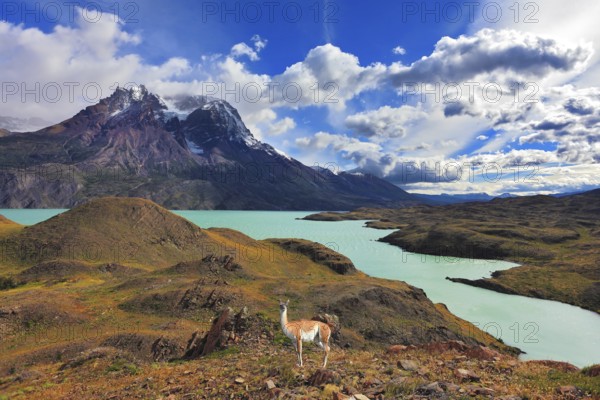 Early autumn in Patagonia. National Park Torres del Paine. On the yellowed grass stands guanaco -