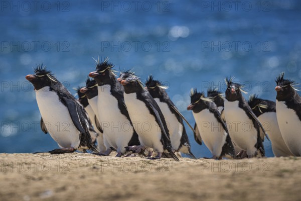 Rockhopper penguins (Eudyptes chrysocome) on the way to their colony, Pebble Island, Falkland