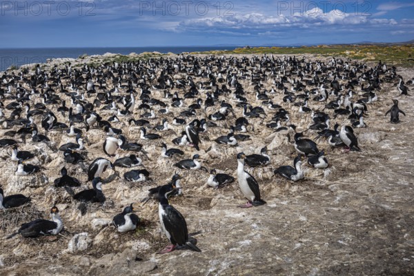 Blue-eyed Cormorant (Phalacrocorax atriceps), also Imperial shag, breeding colony, Pebble Island,