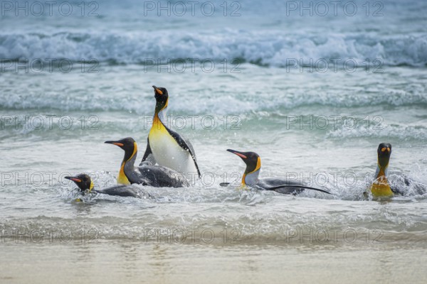 King penguins (Aptenodytes patagonicus) coming out of the sea, Volunteer Point, Falkland Islands,