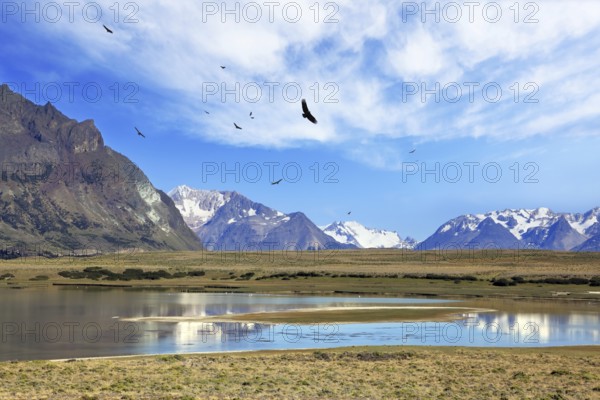 The wide valley surrounded by snow-capped mountains. A flock of Andean condors flying on the lake