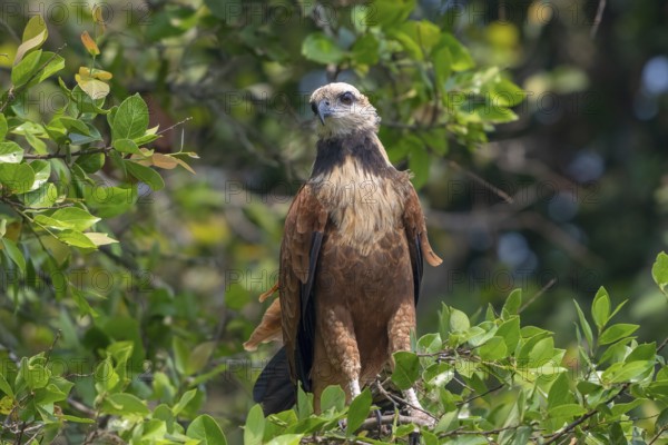Fish Buzzard (Busarellus nigricollis), Pantanal, inland, wetland, UNESCO Biosphere Reserve, World
