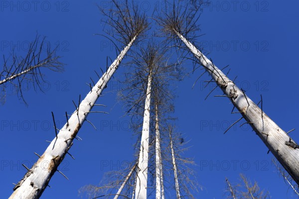 Dead Spruce (Picea abies) trees, Primeval forest Urwald Sababurg, Hofgeismar, Weser Uplands,