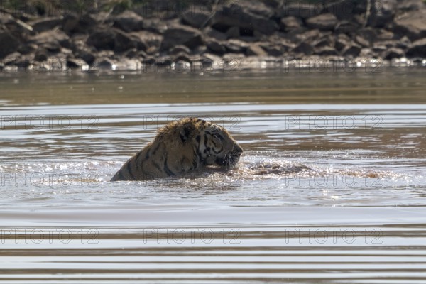 Tiger (Panthera tigris), Bengal tiger or Indian tiger, big cat (Pantherinae), carnivore