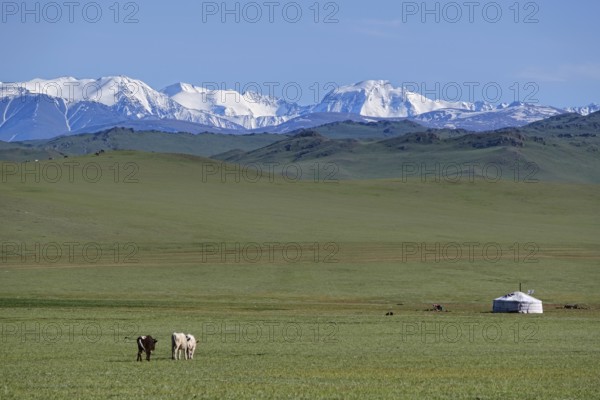 Mongolian landscape with mountain steppe with ger and herd of horses, sheep and cow. Western