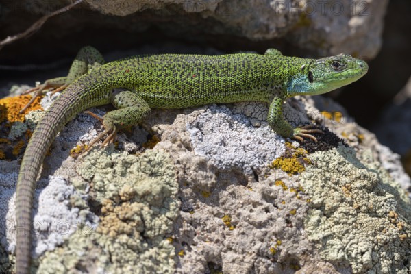 Balkan green lizard, Western giant green lizard, (Lacerta trilineata), lizard, lizard, reptile,