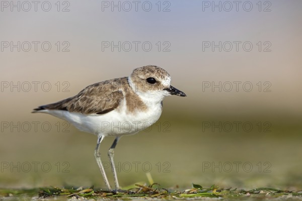 Animals, birds, plover, Kentish plover, (Charadrius alexandrinus), biotope, habitat, foraging, Barr