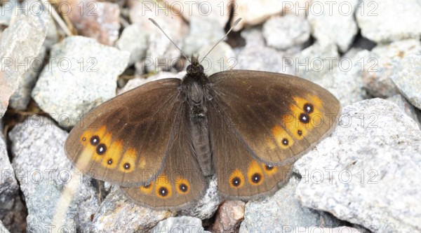 Erebia ligea, (Erebia ligea), Greater Erebia ligea, Rusty Erebia ligea, Milkspot, White-banded