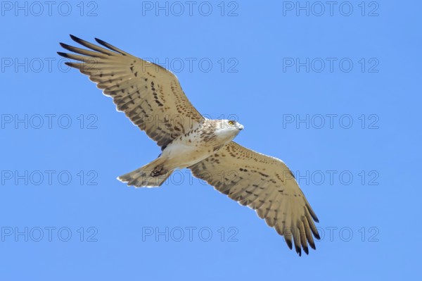 Snake eagle, (Circaetus gallicus), eagle, animal, animals, flight photo lesbos island, Lesbos,