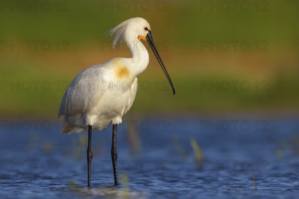 Spoonbill, (Platalea leucorodia), foraging, family of ibises and spoonbills, foraging, biotope,