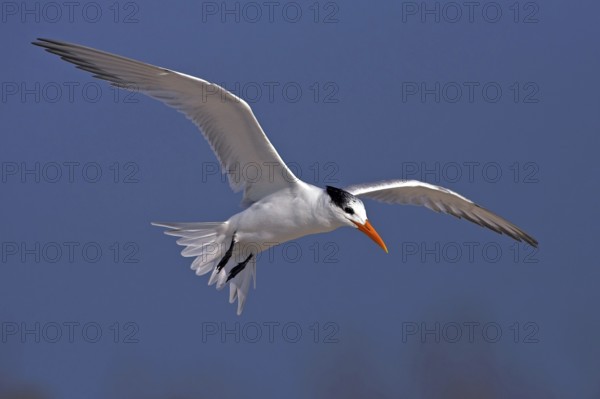 Royal Tern, (Sterna maxima), aerial photograph, USA, North America, Florida, Bowman's Beach,