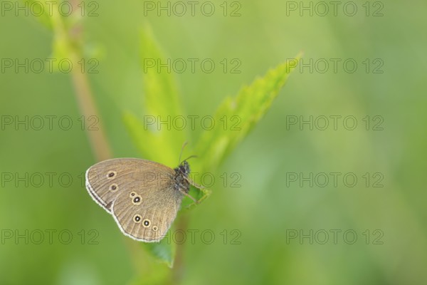 Brown forest bird, (Aphantopus hyperantus), chimney sweep, butterfly, insect, macro, Wadi Darbat,