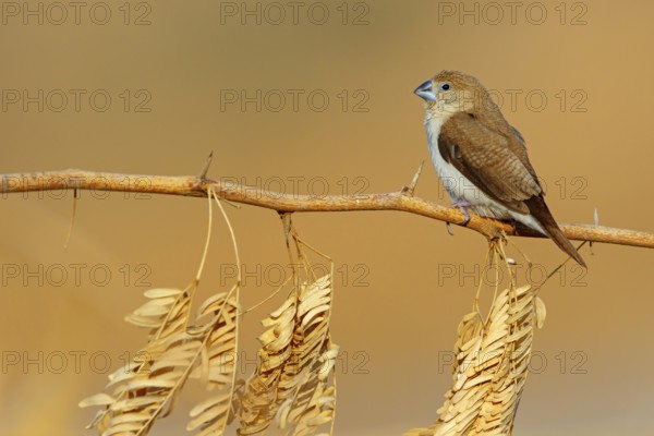 African silverbill, silver beak, silver pheasant, trusting bird, ornamental bird in Europe, family