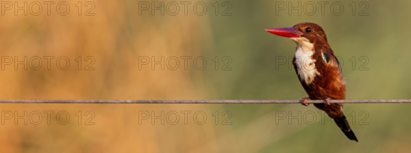 Brown kingfisher, (Halcyon smyrnensis), kingfisher, animals, birds, kingfisher family, Lahavot