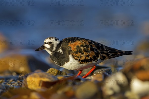 Turnstone, (Arenaria interpres), animals, birds, snipe family, biotope, habitat, foraging,