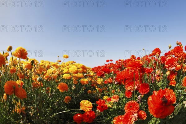Magnificent field of yellow and red buttercups on a sunset, photographed by an objective the Fish