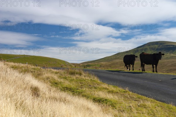 The typical landscape in Yorkshire Dales National Park, Great Britain. The Yorkshire Dales National