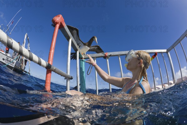 Curious seabird cage diving with sharks, Oahu, Pacific Ocean, Hawaii, USA