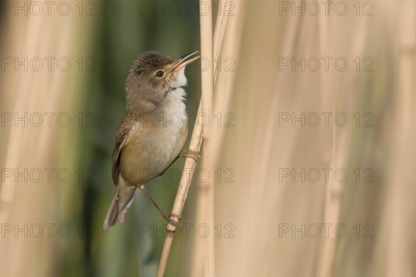 Reed Warbler (Acrocephalus scirpaceus)