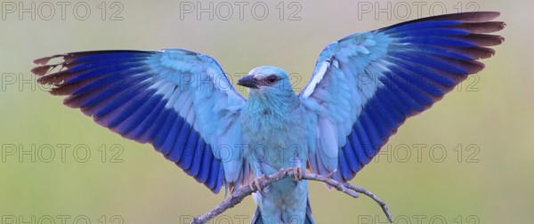 Roller, almond crow, (Coracias garrulus), animals, birds, raptors, raptor family, perch, biotope,