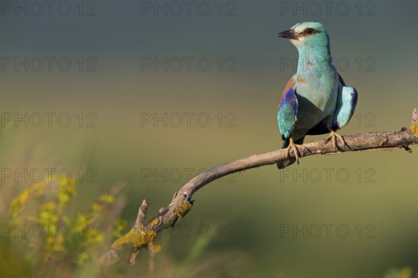Roller, Almond Crow, (Coracias garrulus), animals, birds, raptors, raptor family, perch, biotope,