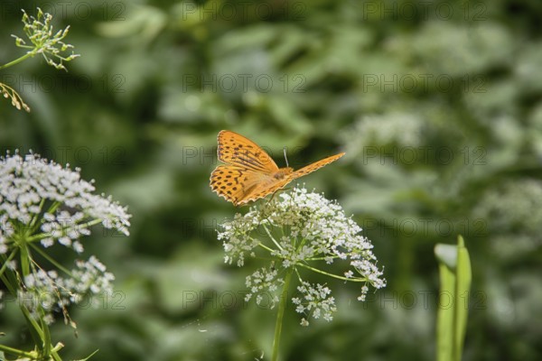 Pearl-Bordered family insects butterflies feeding on white flower umbrella