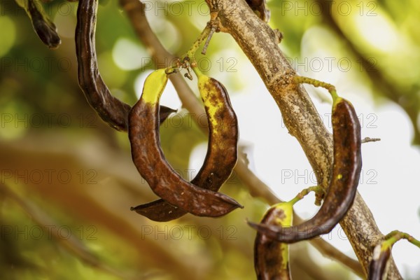Carob tree. Biniatzar. Bunyola. Tramuntana. Mallorca. Balearic Islands. Spain