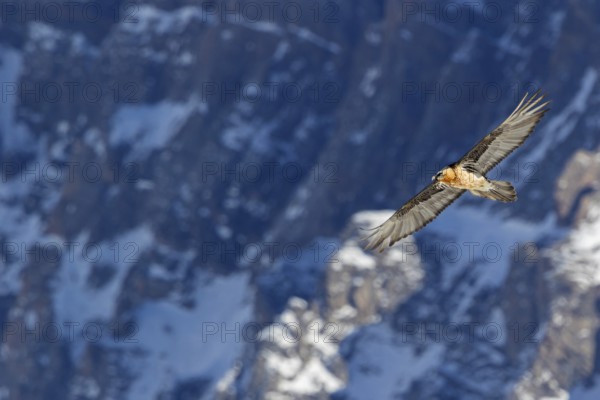Bearded vulture, lammergeier, (Gypaetus barbatus), (Gypaetus barbatus meridionalis), flight photo,