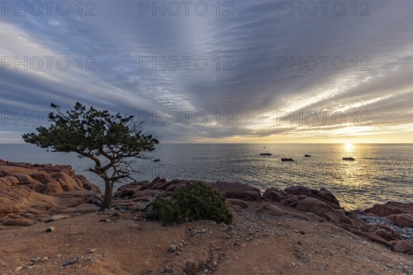 Coastal landscape with bizarre, red rocks and weathered, gnarled trees at sunset over the sea,