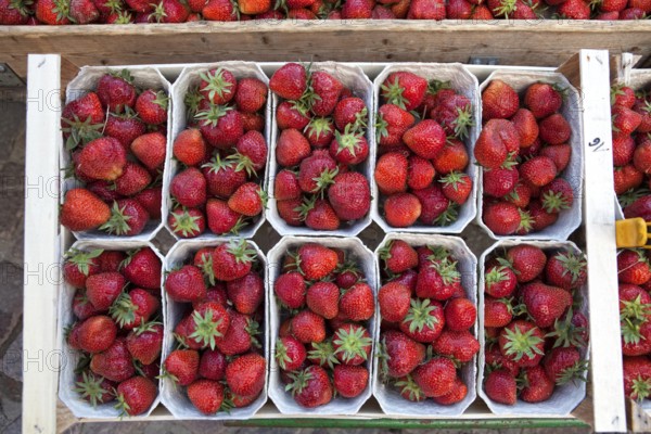 Strawberries at a market stall, Hanover, Lower Saxony, Germany, Europe, Erdbeeren an einem