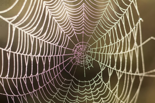 Close up view of the strings of a spiders web with bokeh. Gold spider web of lines that are crossed