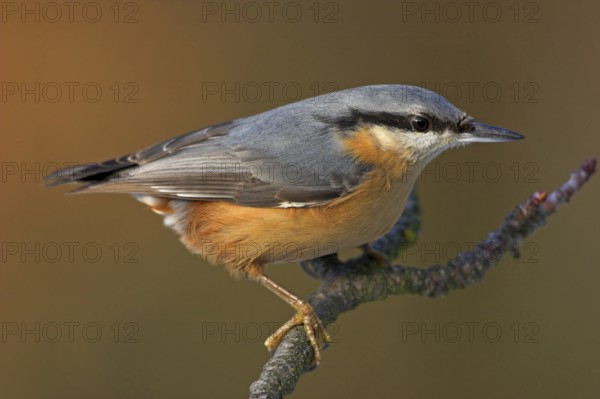 Eurasian nuthatch (Sitta europaea), Sittelle torchepot, Trepador Azul, Battenberg, Tiszaalpár,