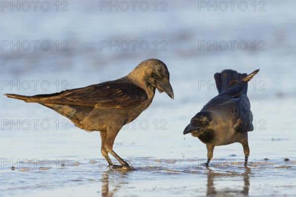Shining Crow, Indian House Crow, House Crow, (Corvus splendens), Corbeau familier, Corneja India,