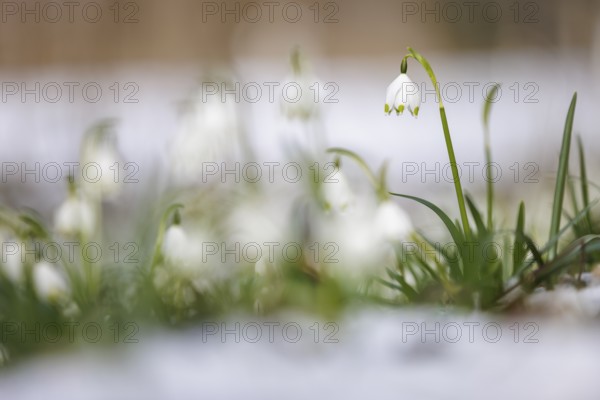 A spring snowflake (Leucojum vernum) grows out of the melting snow, in a natural environment,