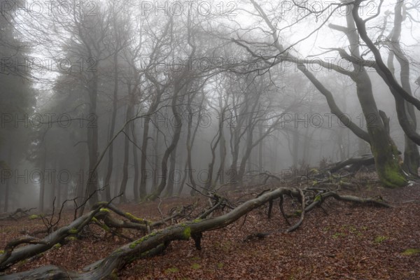 Contours of the branches and tree trunks of a mixed and deciduous forest in winter, without snow,