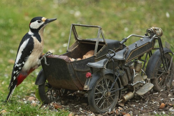Male great spotted woodpecker sitting on motorbike in green grass looking right, Buchhofen,