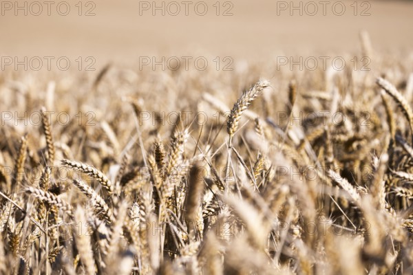 A wide wheat field with ripe, golden ears of wheat symbolising summer and harvest time, Coxhill,