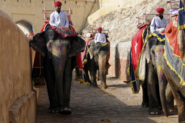 Jaipur, Rajasthan, India, Asia, Several elephants with riders in traditional dress walk through a