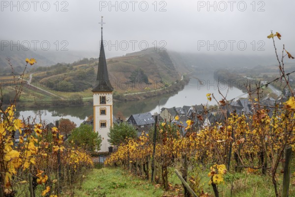 River in the mist meanders in a 180 degree loop through a valley between vineyards. A great