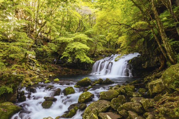 The magnificent Tateshina Otaki Falls on the famous Venus Line road, famous as a scenic driving