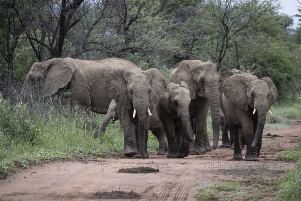 Elephant (Loxodonta africana) Elephant herd, Qwabi Private Game Reserve, Biosphere Reserve,