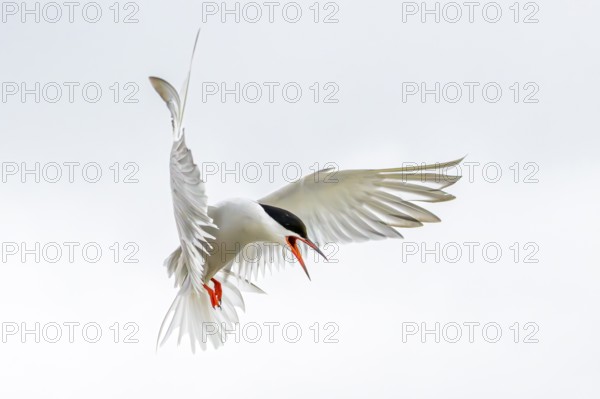 An Arctic Arctic Tern (Sterna paradisaea) in the air with its wings spread wide, screaming during