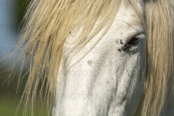 Camargue horse portrait in a pasture in the Camargue national park. Provence-Alpes-Cote d'Azur,